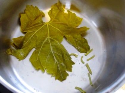 Pot with Grape Leaves